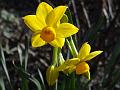 2014-0227-1400_Narcissus_11.2C